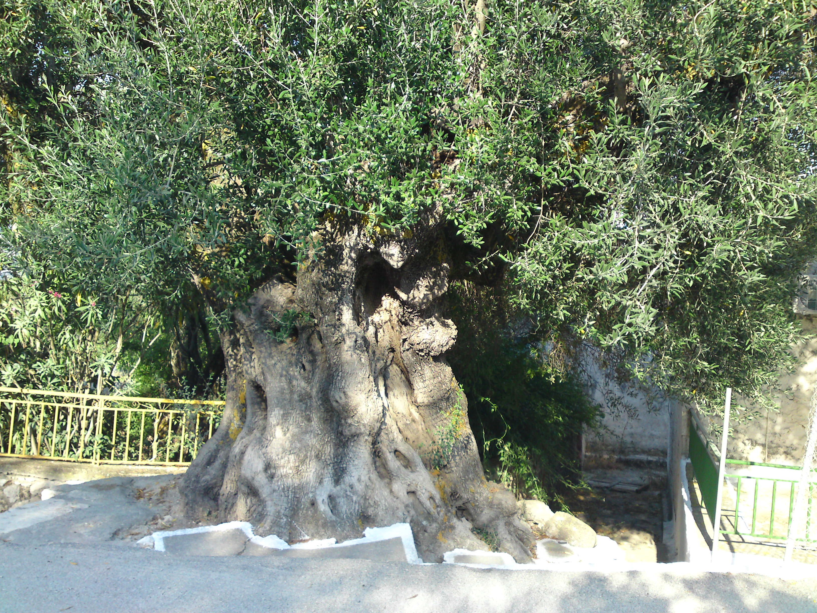 blog 1-2 olijfboom Tselendata